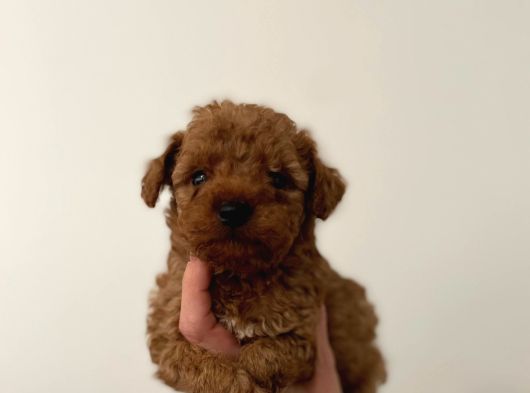 A Kalite Poodle Bebekler görsel