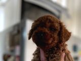 A Kalite Poodle Bebekler