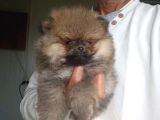 Safkan Orijinal Pomeranian Boo