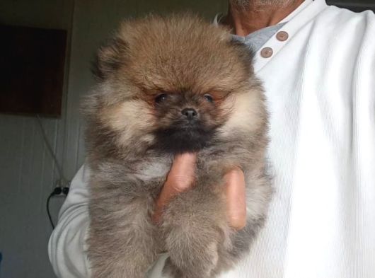 Safkan Orijinal Pomeranian Boo görsel