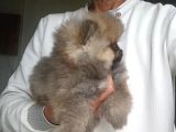 Safkan Orijinal Pomeranian Boo