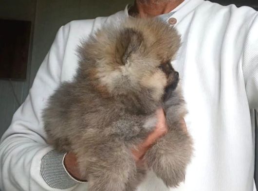 Safkan Orijinal Pomeranian Boo görsel