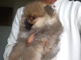 safkan Orijinal Pomeranian Boo