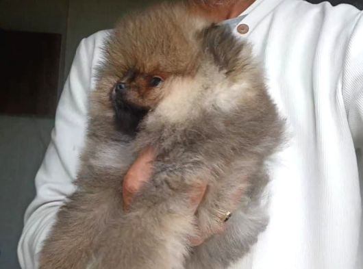 Safkan Orijinal Pomeranian Boo