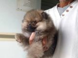 Safkan Orijinal Pomeranian Boo