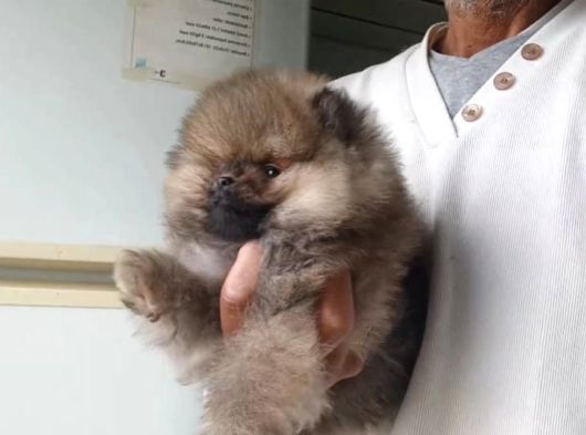 Safkan Orijinal Pomeranian Boo görsel