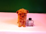 Orijinal Teacup Lekesiz Poodle Yavrularımız