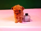 Orijinal Teacup Lekesiz Poodle Yavrularımız