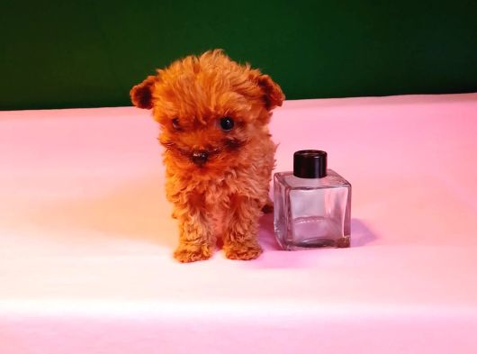 Orijinal Teacup Lekesiz Poodle Yavrularımız görsel