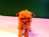 Orijinal teacup lekesiz poodle yavrularımız
