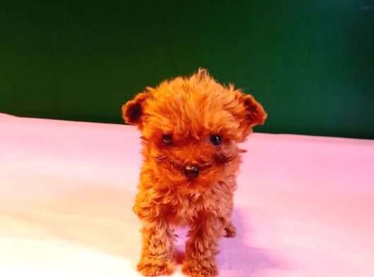 Orijinal teacup lekesiz poodle yavrularımız