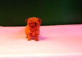Orijinal Teacup Lekesiz Poodle Yavrularımız