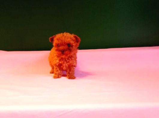 Orijinal Teacup Lekesiz Poodle Yavrularımız görsel