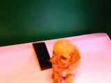 Teacup Poodle Yavrularımız