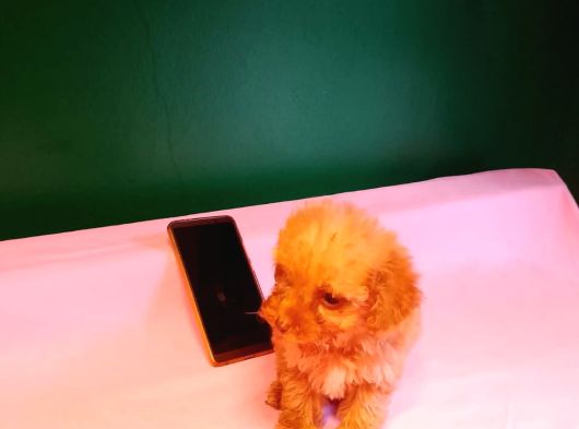 Teacup Poodle Yavrularımız görsel