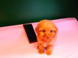Teacup Poodle Yavrularımız