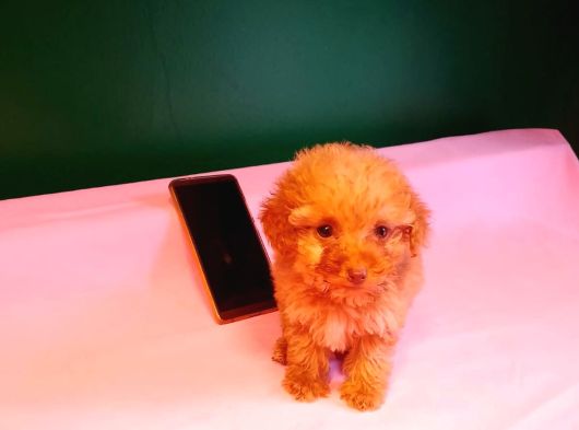 Teacup Poodle Yavrularımız görsel