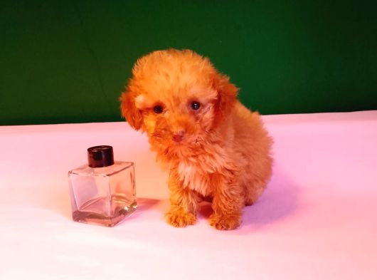 Teacup Poodle Yavrularımız görsel