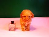 Teacup Poodle Yavrularımız