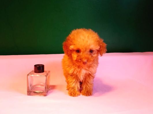 Teacup poodle yavrularımız
