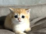 British Golden