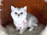 British Shorthair Silver Point Ve Shaded Yavrular