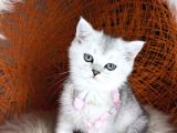 British Shorthair Silver Point Ve Shaded Yavrular