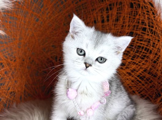 British Shorthair Silver Point Ve Shaded Yavrular görsel