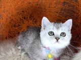 British Shorthair Silver Point Ve Shaded Yavrular