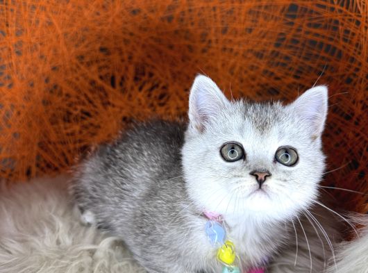 British Shorthair Silver Point Ve Shaded Yavrular görsel