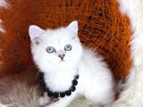 British Shorthair Silver Point Ve Shaded Yavrular