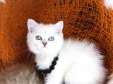 British Shorthair Silver Point Ve Shaded Yavrular