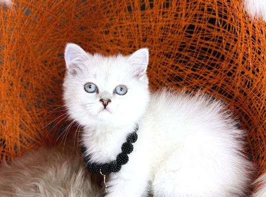 British Shorthair Silver Point Ve Shaded Yavrular görsel