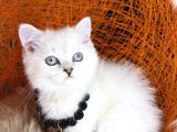 British Shorthair Silver Point Ve Shaded Yavrular