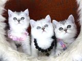 British shorthair Silver point ve Shaded yavrular