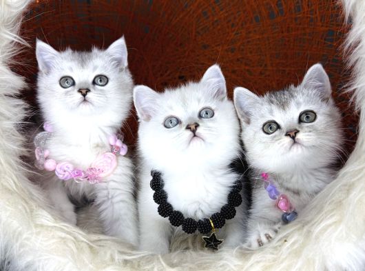 British Shorthair Silver Point Ve Shaded Yavrular