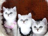 British Shorthair Silver Point Ve Shaded Yavrular