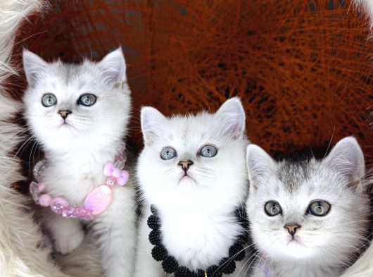 British Shorthair Silver Point Ve Shaded Yavrular görsel