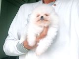 Bembeyaz Orijinal Pomeranian Boo