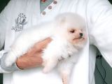 Bembeyaz Orijinal Pomeranian Boo