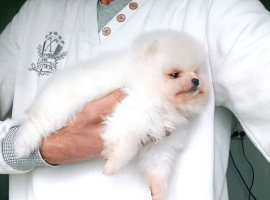 Bembeyaz Orijinal Pomeranian Boo görsel