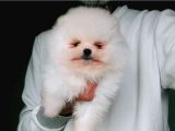 bembeyaz Orijinal Pomeranian Boo