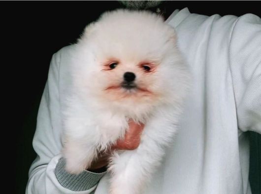 Bembeyaz Orijinal Pomeranian Boo