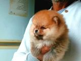 Orijinal Pomeranian Boo