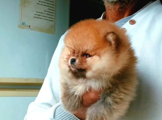 Orijinal Pomeranian Boo görsel