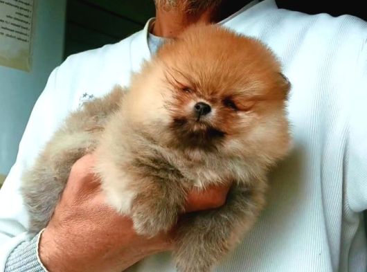 Orijinal Pomeranian Boo
