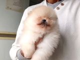 Orijinal Pomeranian Boo