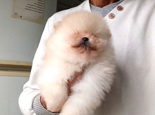 Orijinal Pomeranian Boo görsel