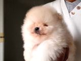 Orijinal Pomeranian Boo