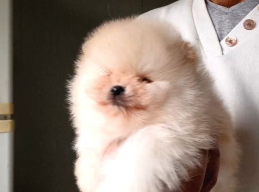Orijinal Pomeranian Boo